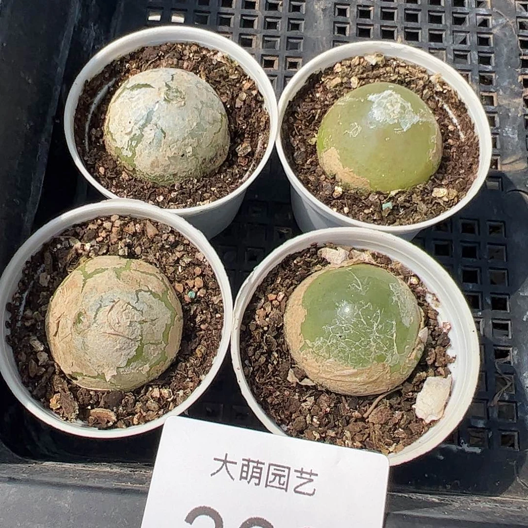 0000309量拍以下1颗母本大灯泡带盆土发