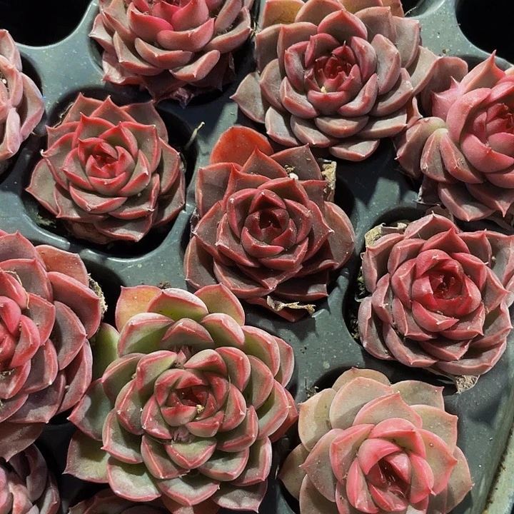 小贵夫人1.5带土发