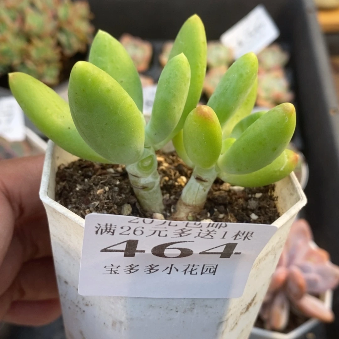 双头芒果奶酪一物一拍满20包邮满26送一颗多肉