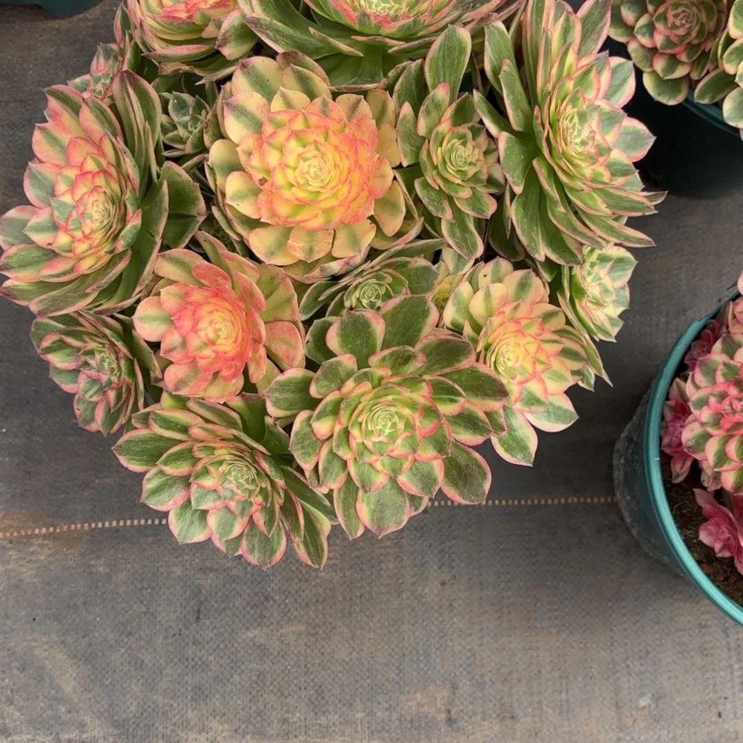 无花朵多肉法师海王，可寄养