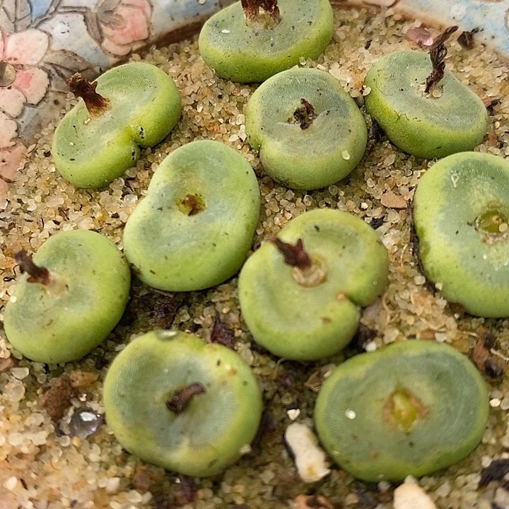 4年sh1212水晶鞋10颗