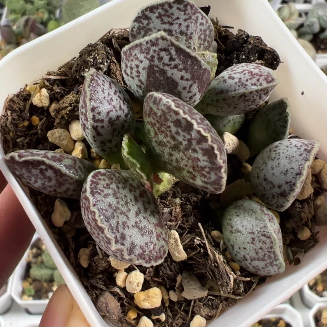 腰子蛋成株桩子多肉植物水泡