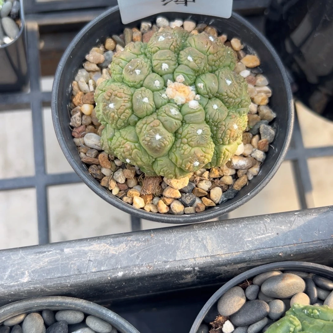 A***DT309号下午兜仙人球