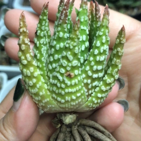 祥云实生硬叶哈哈哈哈