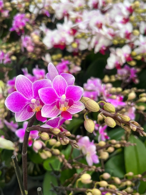 富豪优选（香格里拉02）蝴蝶兰花期长好养护