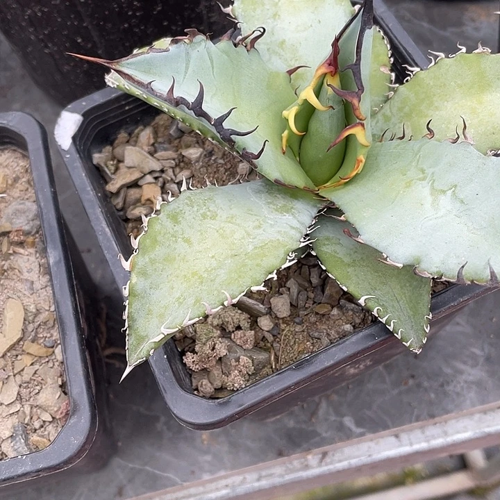 确*是龙舌兰绿色植物