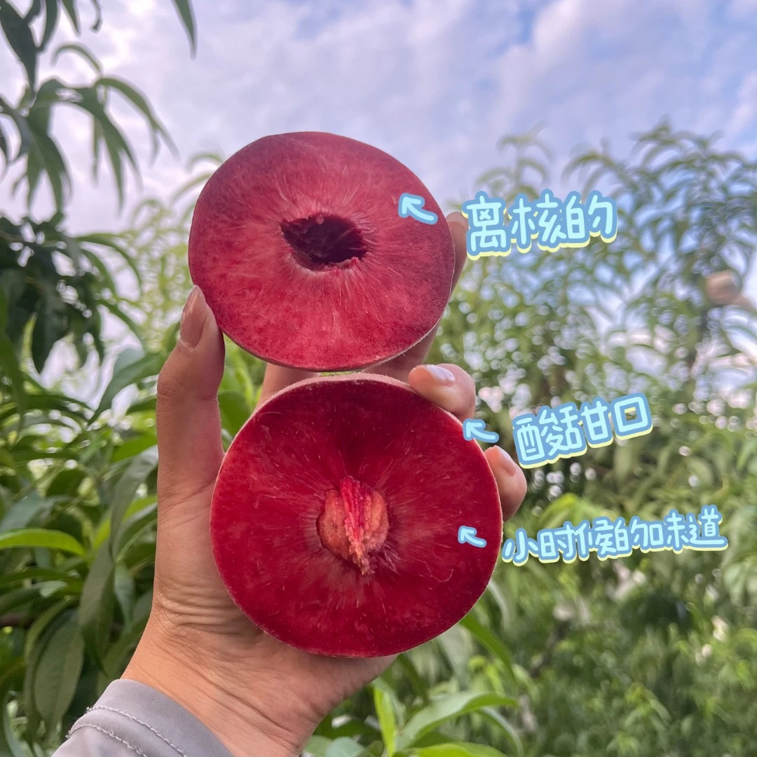 顺丰可选现摘血桃新鲜水果山东红心红肉血桃酸甜口能放软介意勿拍