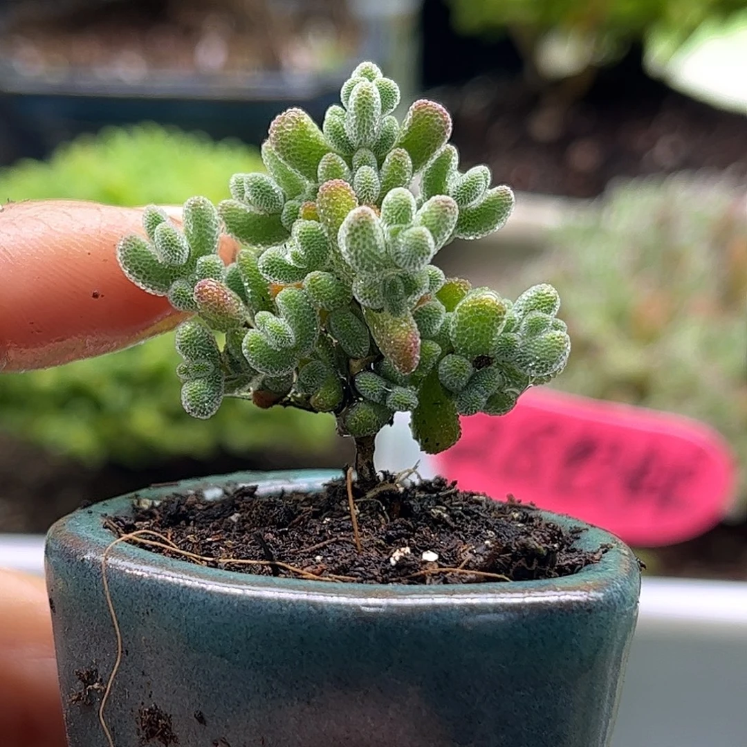 64实生莱斯带盆优选枝干
