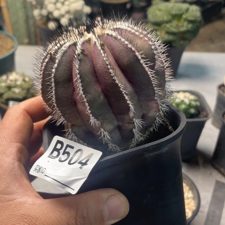 球***者504尤波一个仙人球