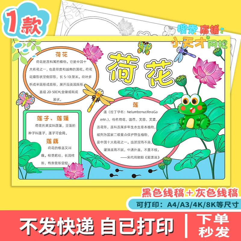 荷花成长记手抄报电子版小学生莲花植物生长观察记录自然笔记f243