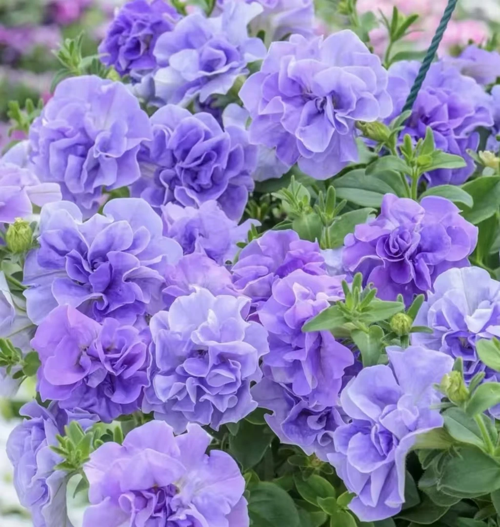 【 缠枝牡丹花种子】四季种植盆栽地栽阳台小院种植