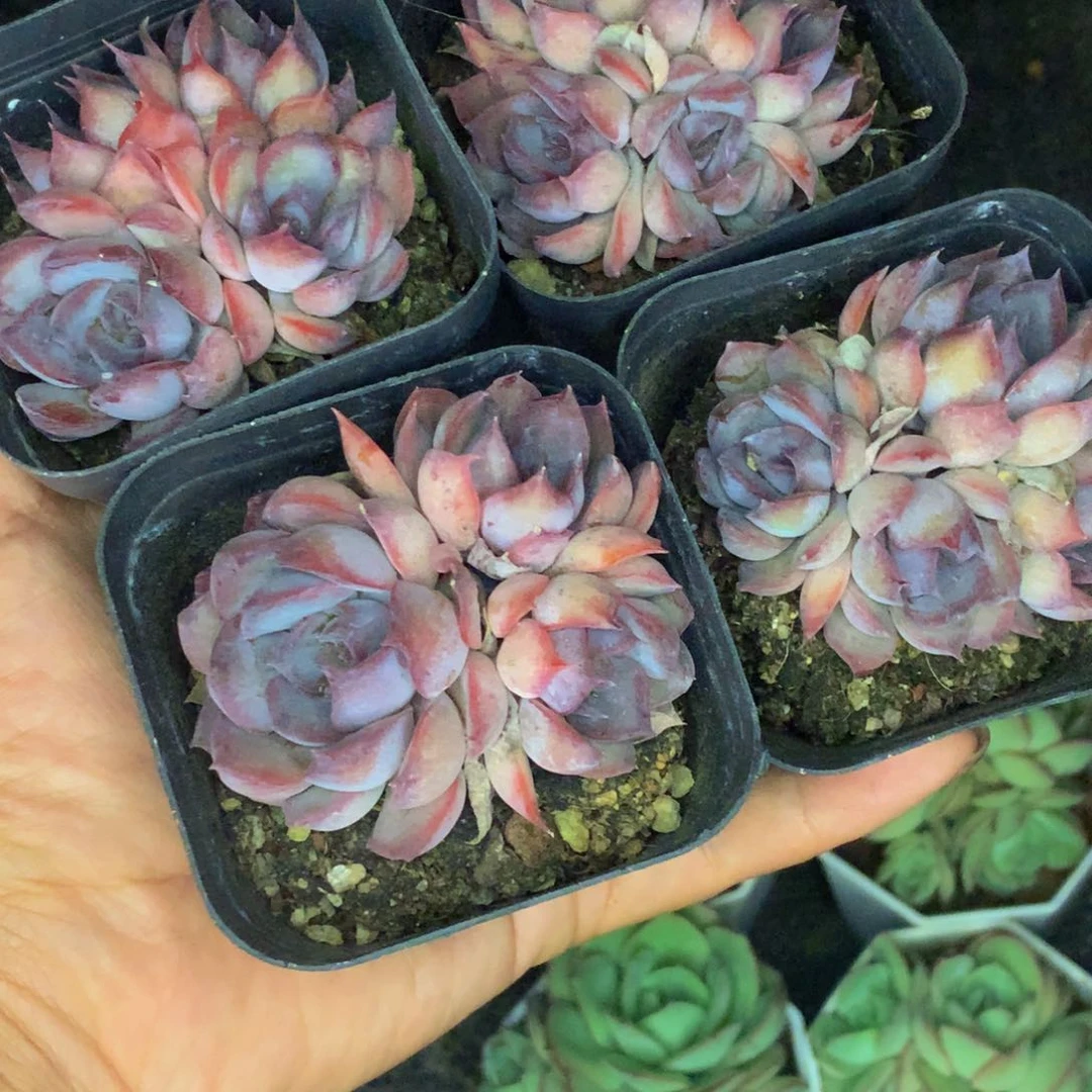 暗冰群。（不满9.99发叶子）