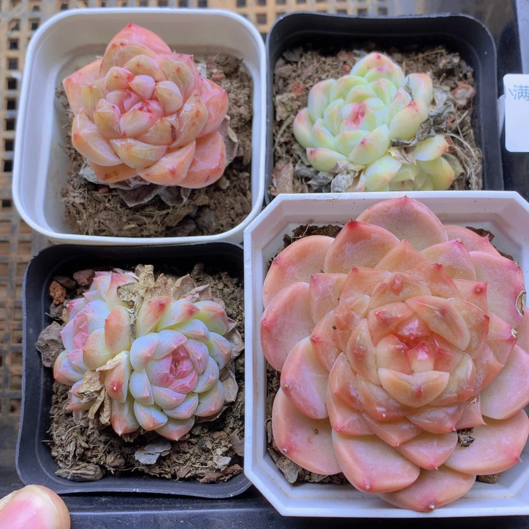 我要睡觉啦晚安了047