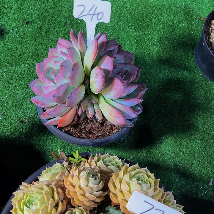 顺***其丽娟花卉红拉糖双头