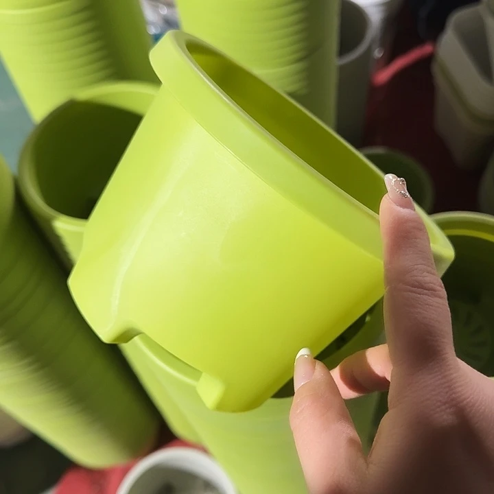 球根盆1号果绿无托10个