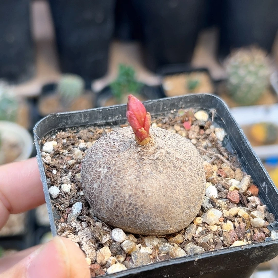 玫瑰大戟实生球一颗