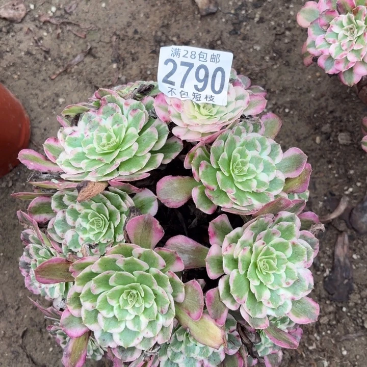 霁月多肉植物2790