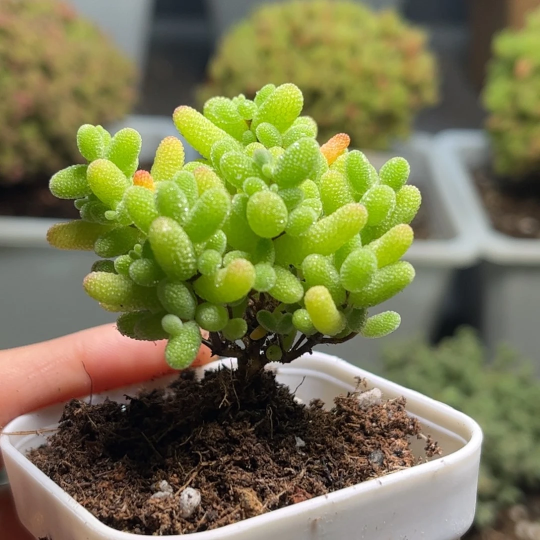 41蜜桔糖球优选枝干