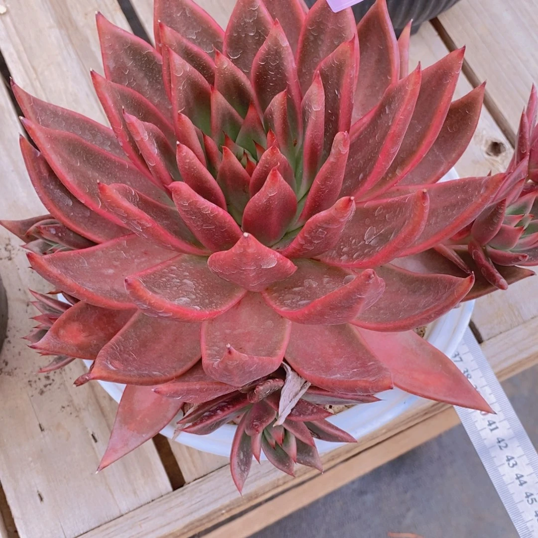宝****8福利红老虎4