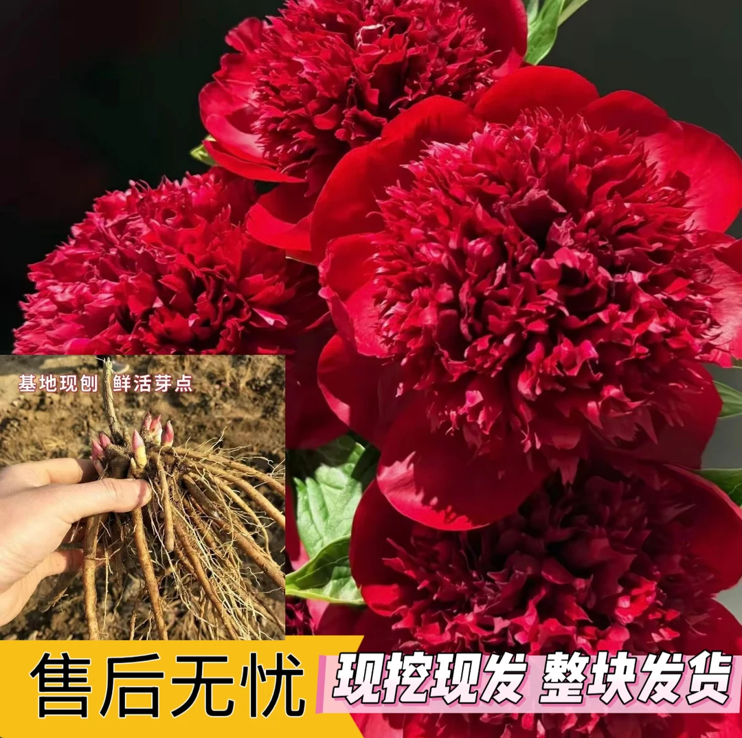 【芍药】正宗菏泽重瓣芍药花苗现挖现发整块发货耐寒耐旱盆栽地栽