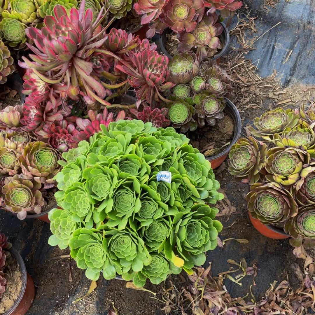 绿玫瑰鲜花22鲜花老桩