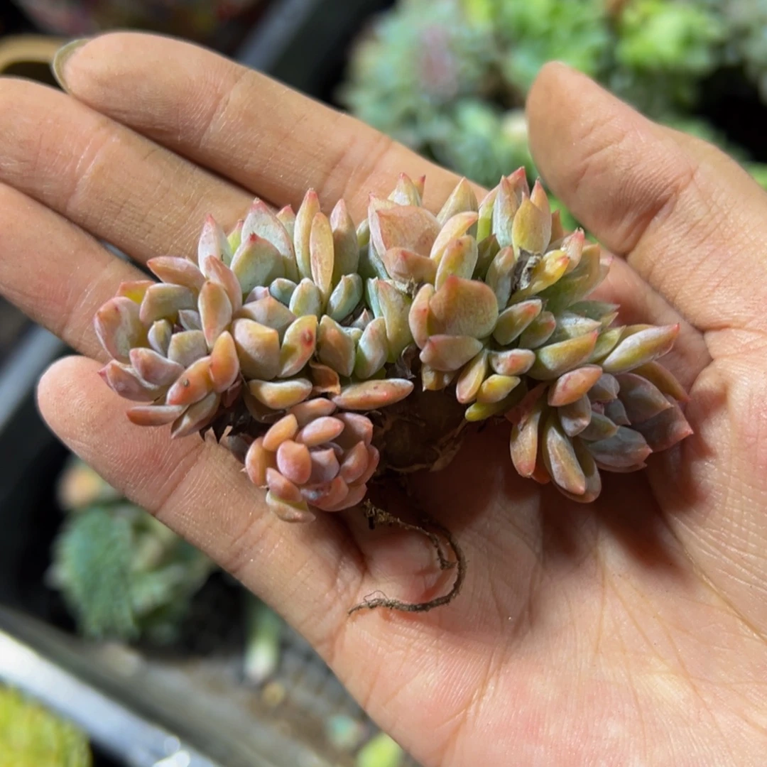 飞***鱼粉钻冰魄朵朵微瑕