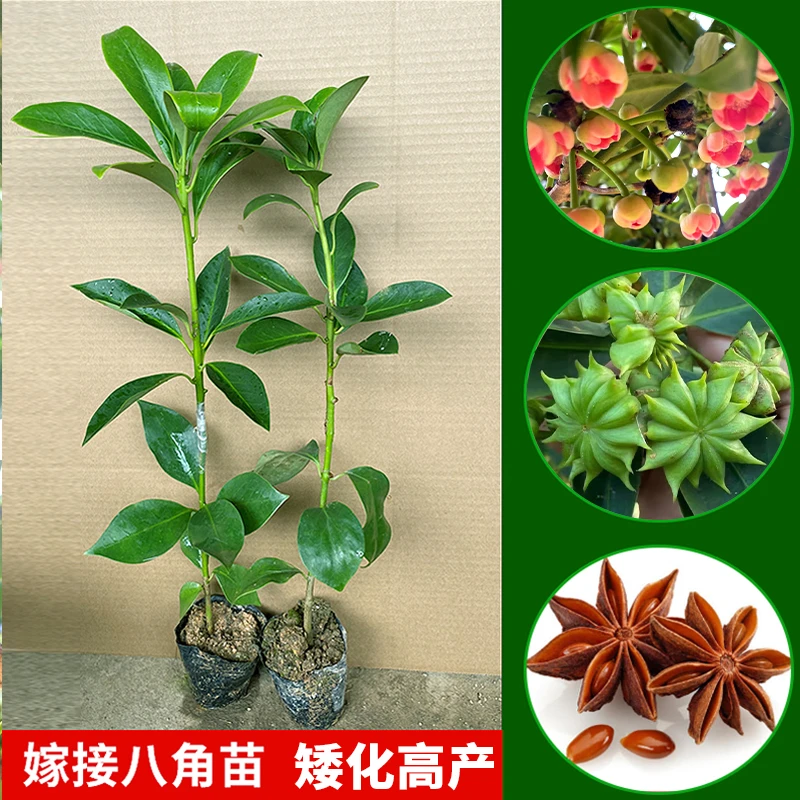 八角嫁接苗广西八角之乡嫁接优质矮化高产罗马大红八角树大料
