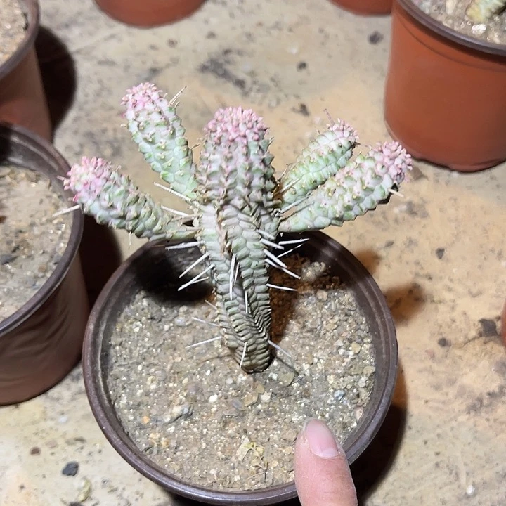 满38包邮2天凑单，脱土晾根发货多肉植物