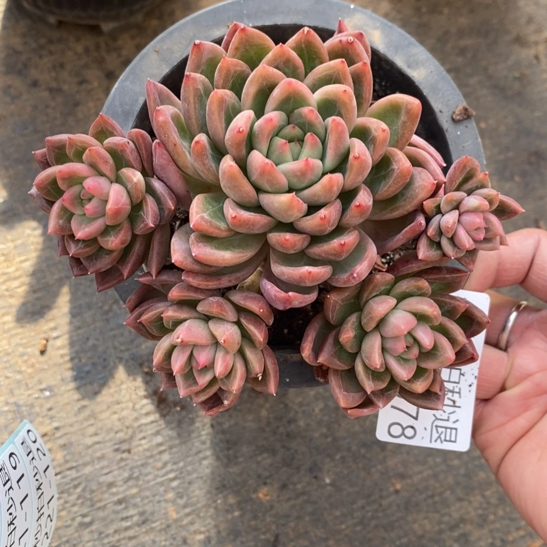 两单包邮1221-78东云