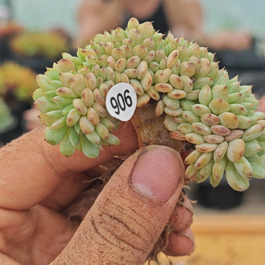 白胖子缀化，一物一拍
