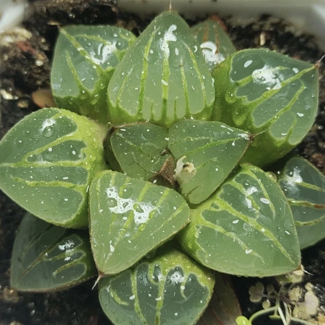 粉色甜心玉露万象玉扇冰灯玉露组合多肉植物阳台窗台室内散射光