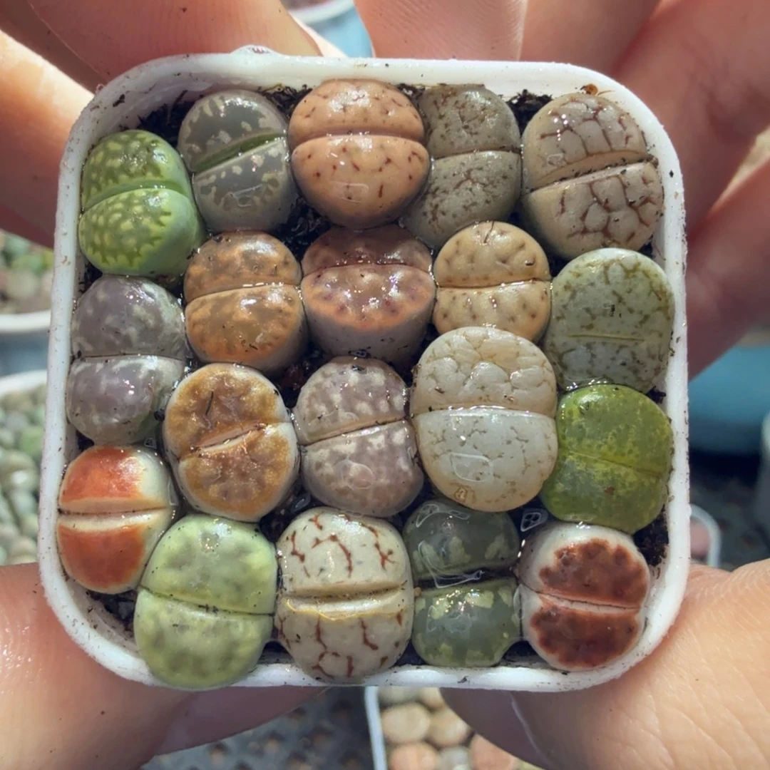 多肉葡萄的味道真的782