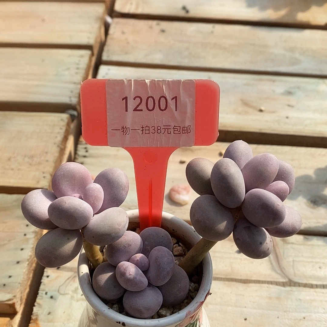 12001凹凸举行咯偶