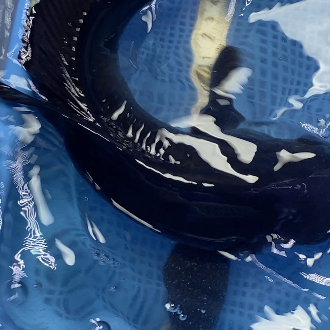 锦鲤冷水锦鲤包邮