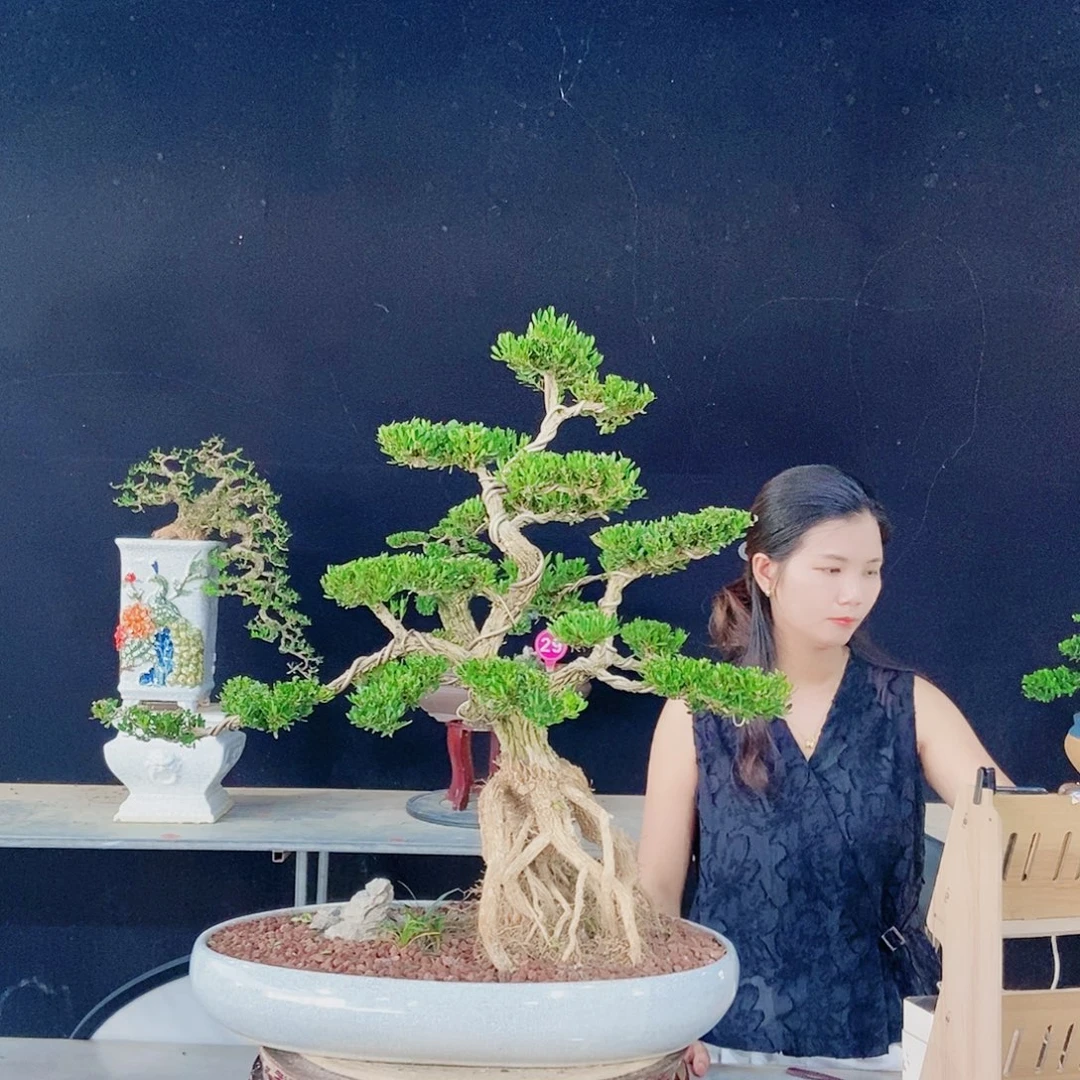 当前无花朵，栽培后可花朵
