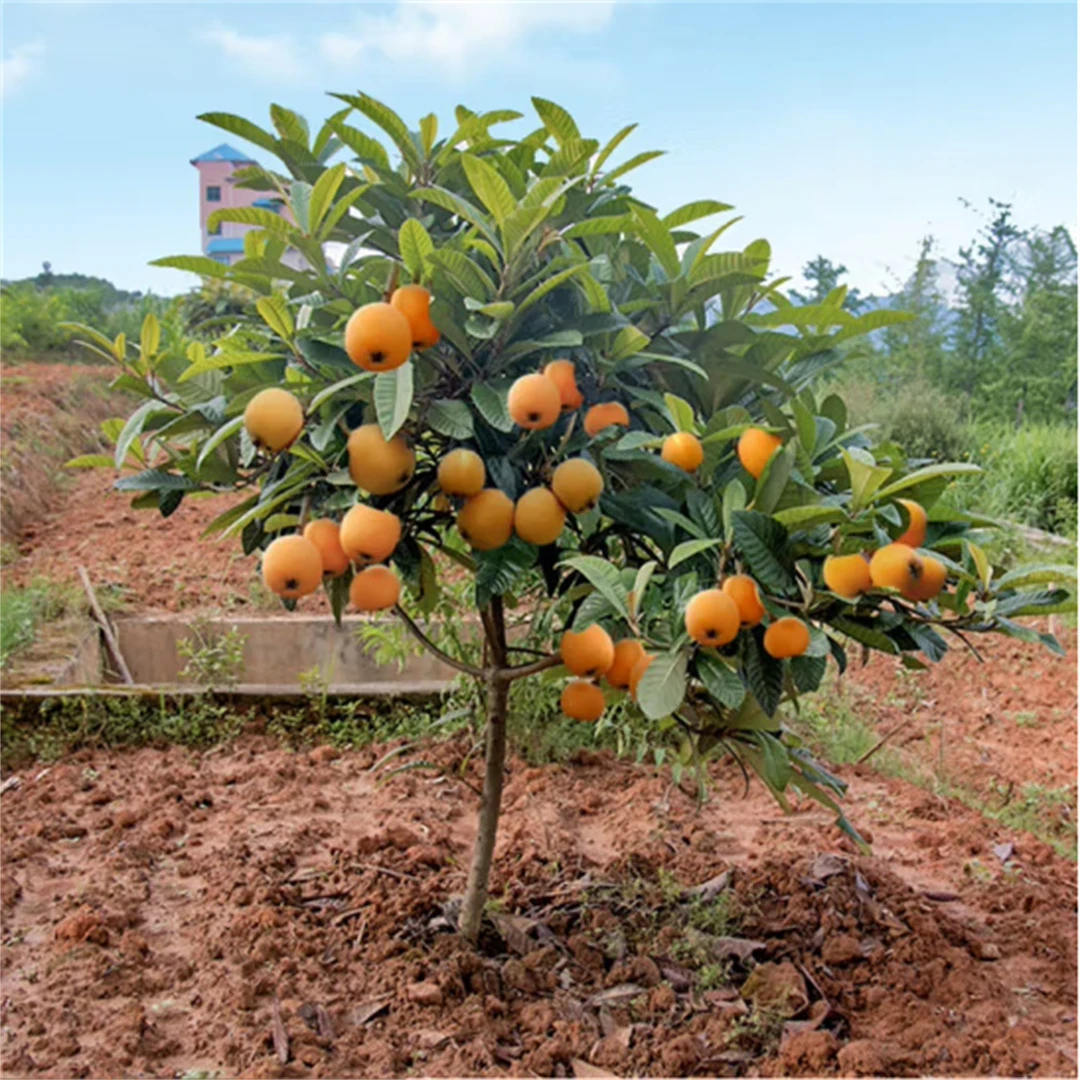 枇杷果苗无核砂糖枇杷苗无核枇杷树苗嫁接盆栽特大庭种植当年结果