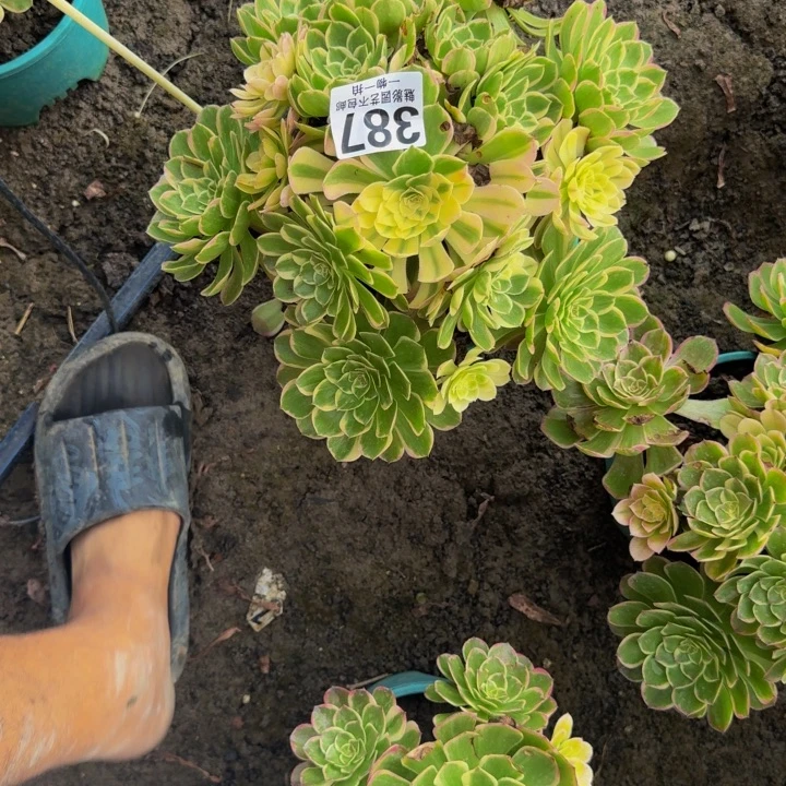 海燕花花25-33包邮花花