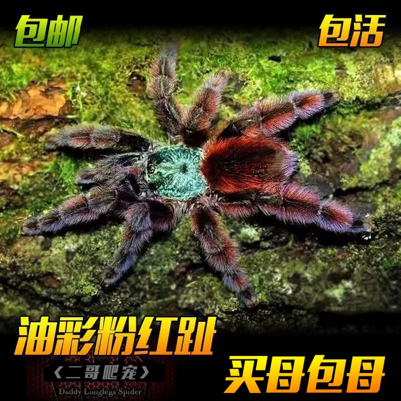 油彩粉红趾蜘蛛蓝色粉趾类活体宠物温顺乖巧好养可上手新人首选