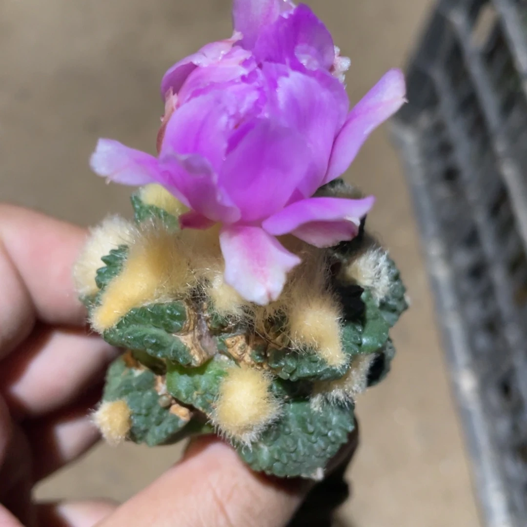 金毛龟甲牡丹970 仙人球