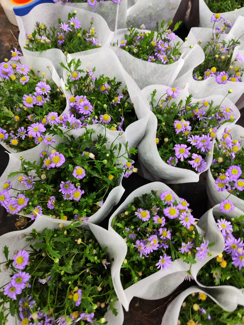 姬小菊开花非常漂亮爆花机器