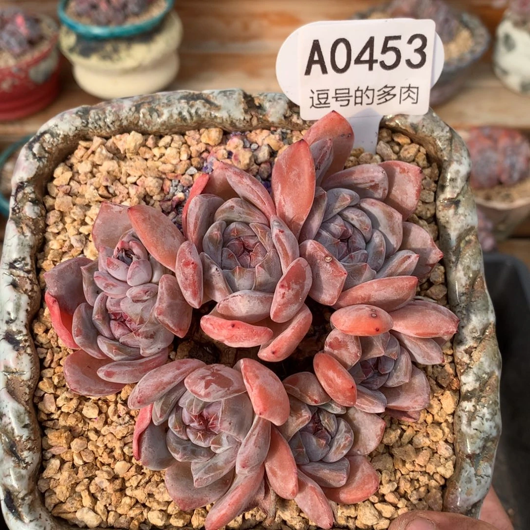 A0453 星影老桩粗腿 有砍 11cm