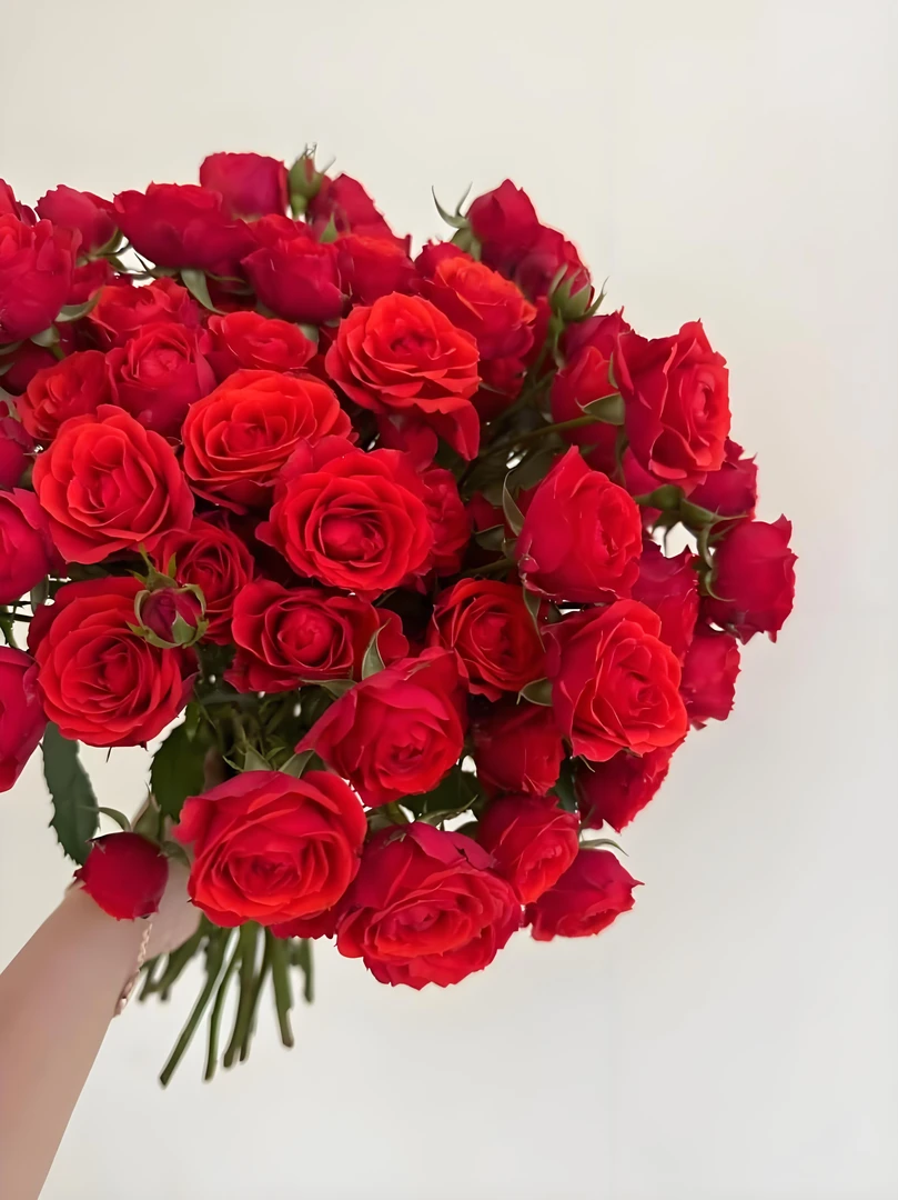 [云南鲜花直发][霓虹泡泡】一单中通2单德邦空运/顺丰