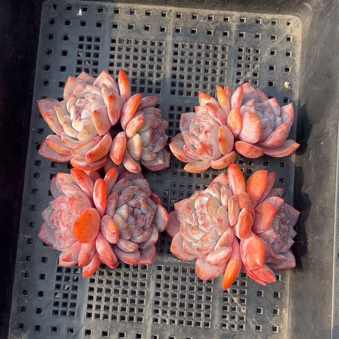 4个双头星影0000000000