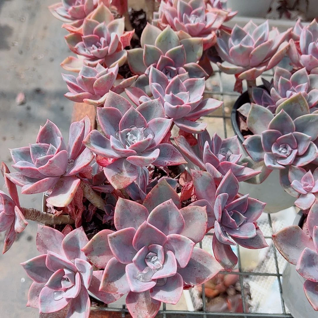 原始初恋多头群生老桩二盆