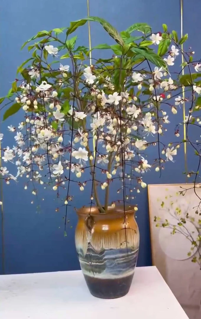 泰国垂丝茉莉室内网红花卉带花丝发货大老桩