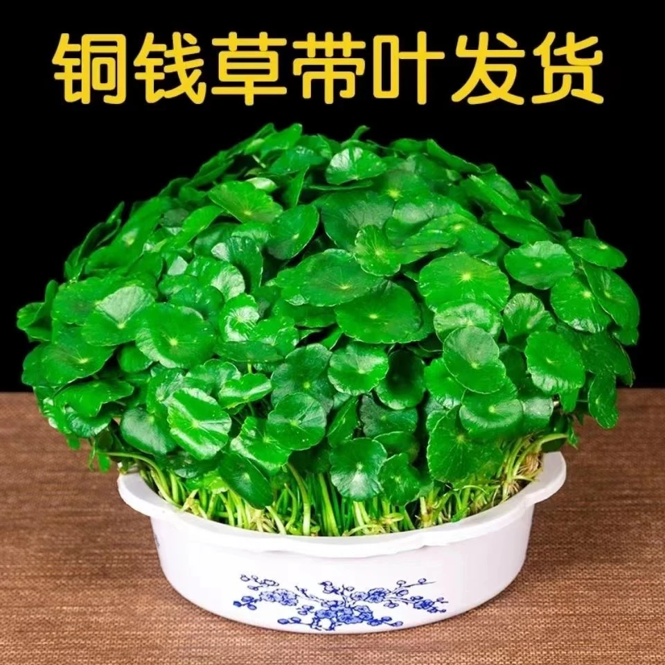 【活动】带叶铜钱草土培植物办公室盆栽桌面绿植花卉水养金钱草庭院