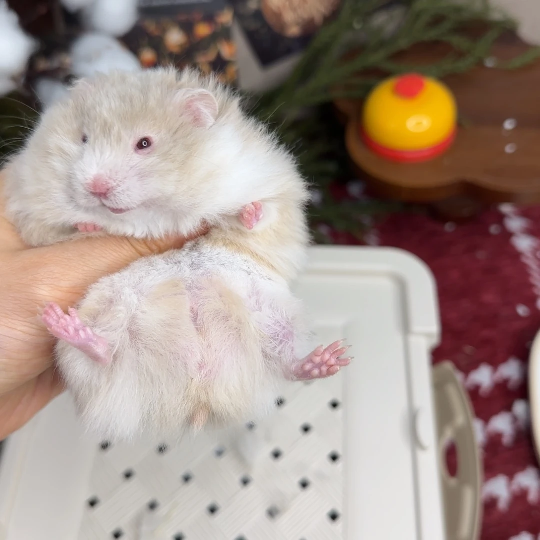 鸽灰波弟弟1.25生日