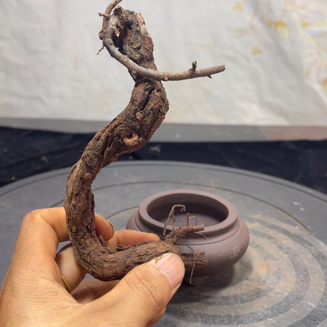 江***生完全开放羊蹄甲羊蹄甲保山白花