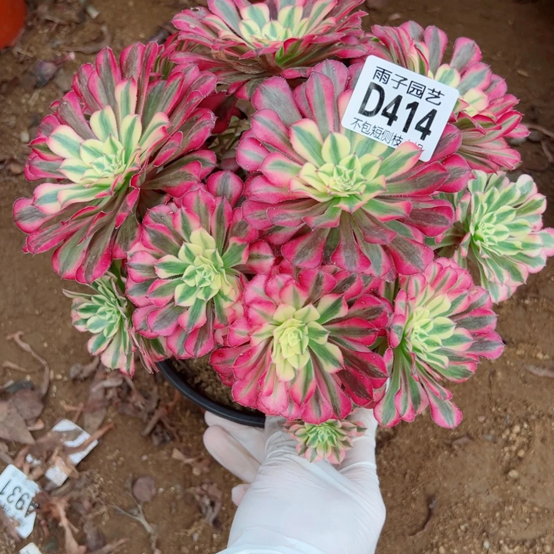 414红彤白雨子多肉植物