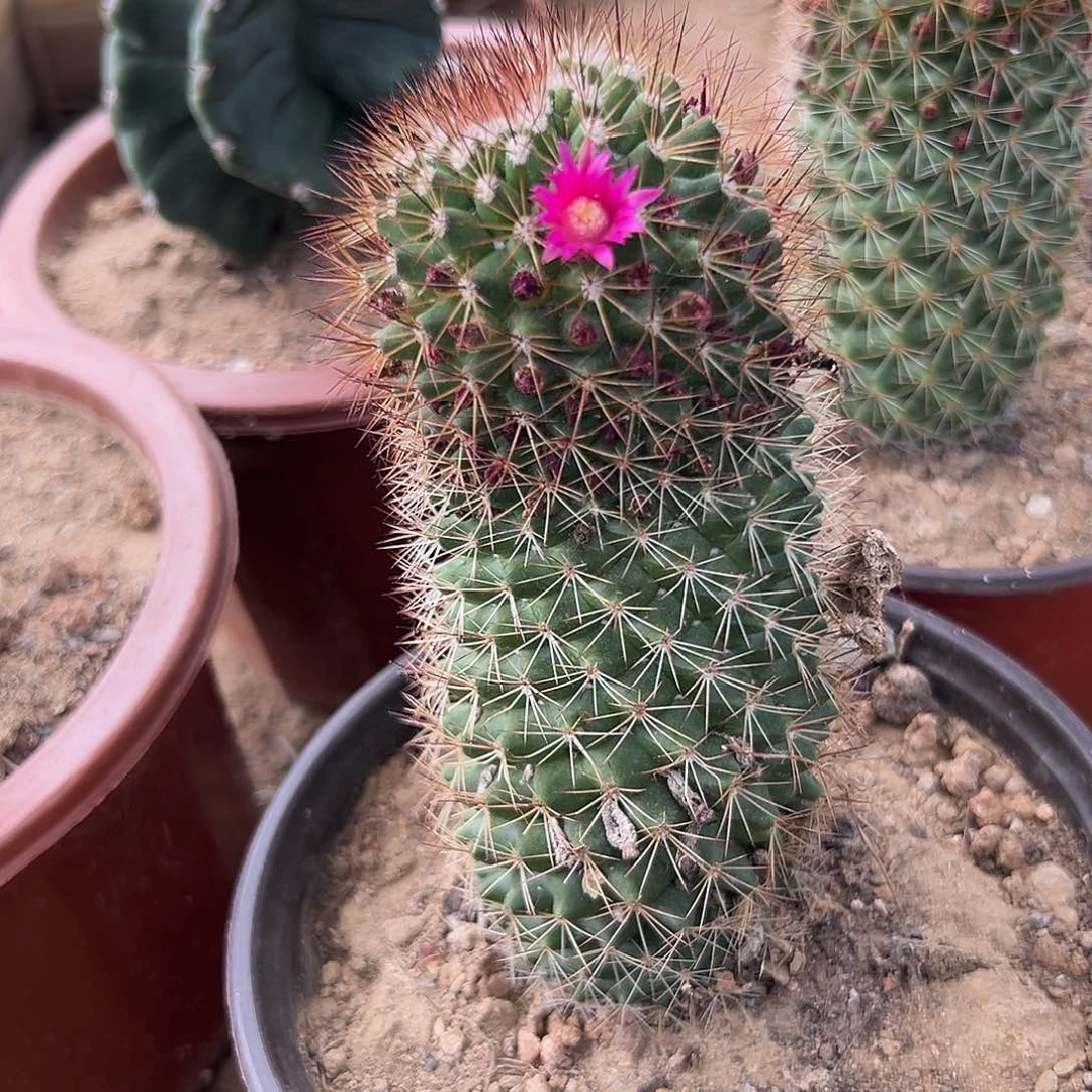 嘟嘟呃摸摸摸摸摸哦